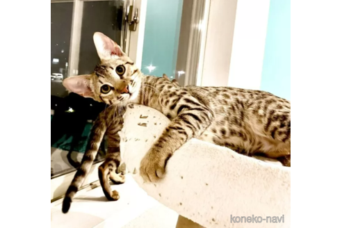 販売中の茨城県のサバンナキャット-118159
